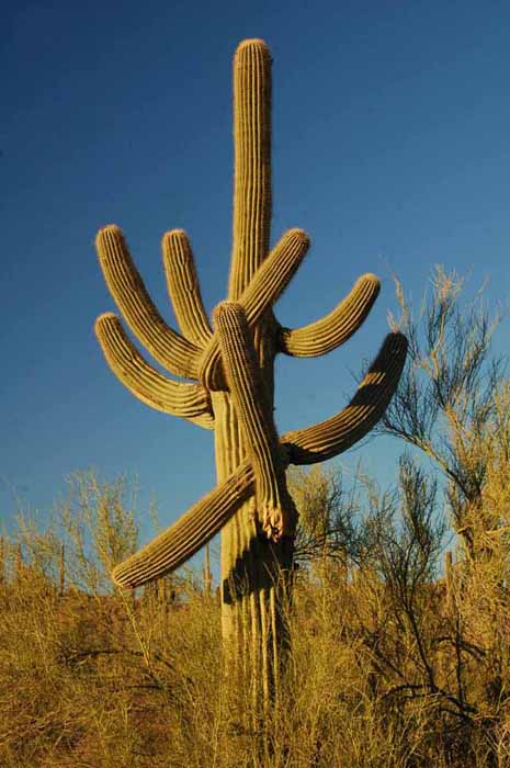 the Saguaro cactus